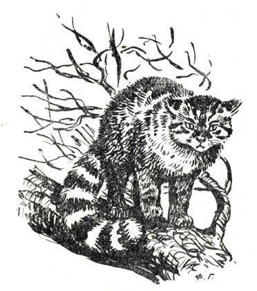 Картинка Амурского кота разукрашка