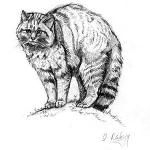 Кавказская Лесная кошка