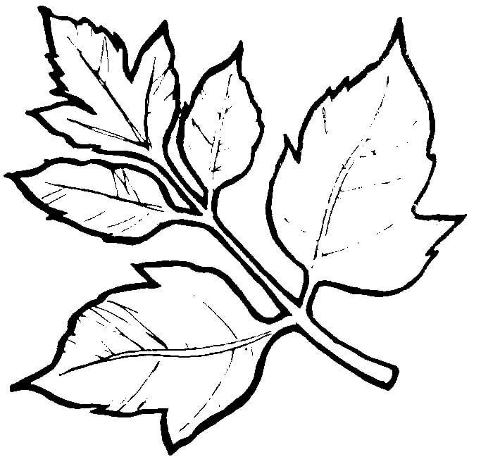 Листья трафарет для вырезания