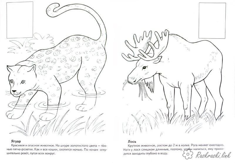 Раскраски с животными