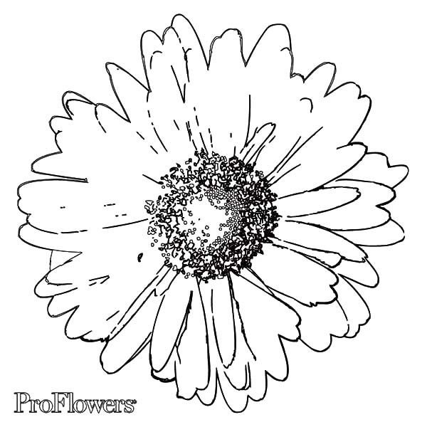 Раскраска цветы герберы