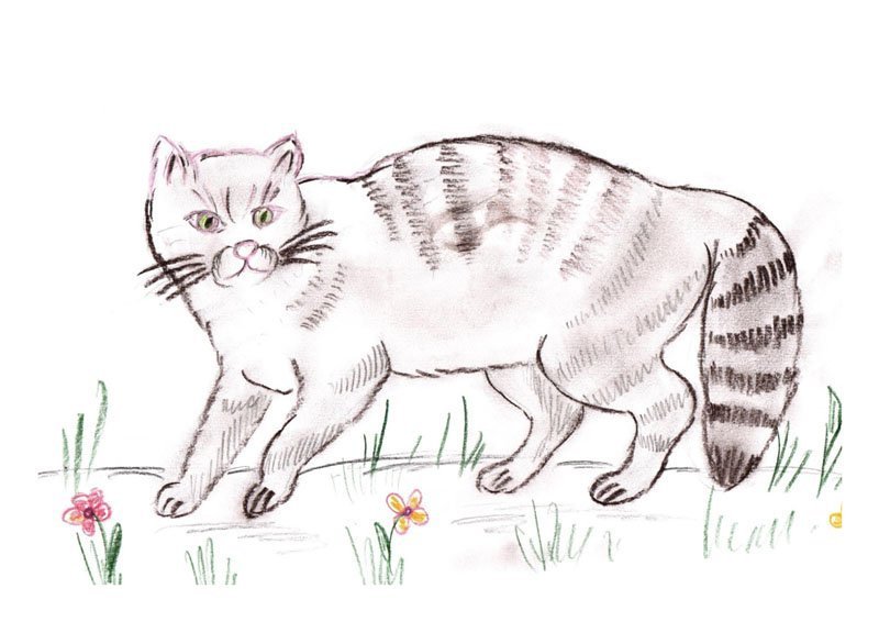 Лесной кот карандашом