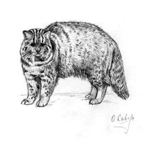 Амурский Лесной кот