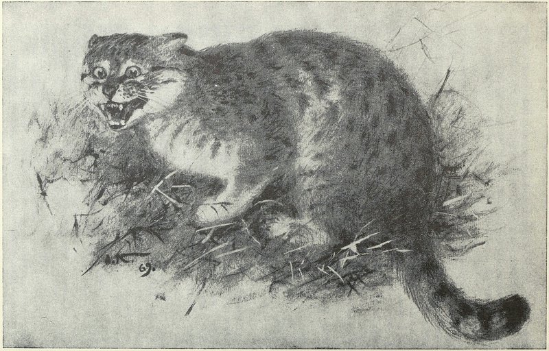 Фелис Сильвестрис