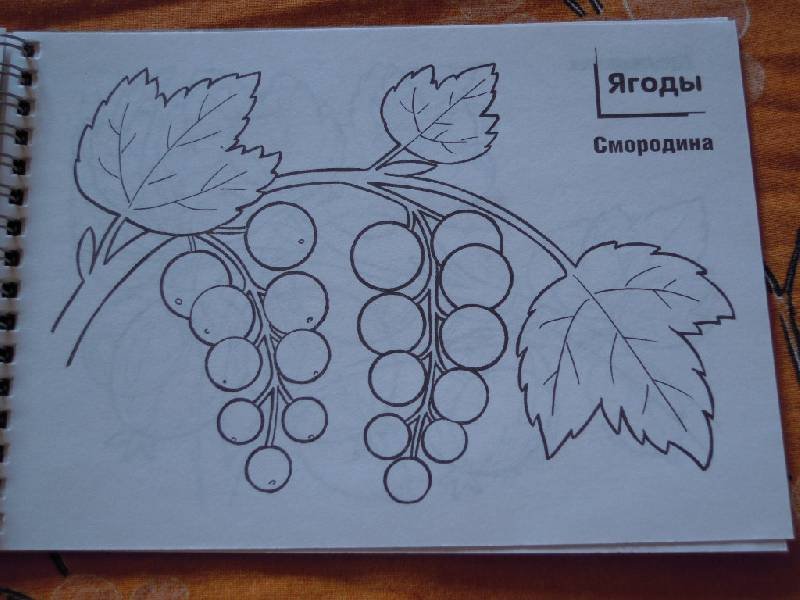 Веточка смородины раскраска