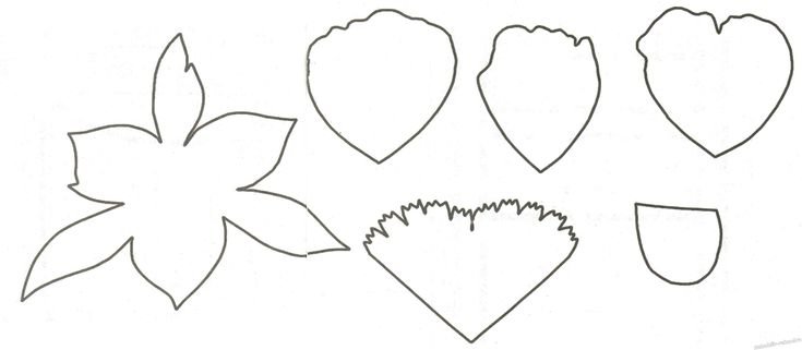 Чашелистик пиона шаблон