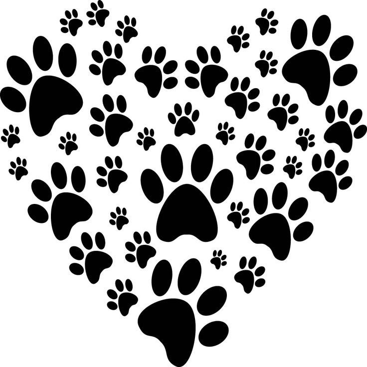 Отпечаток лапы кота