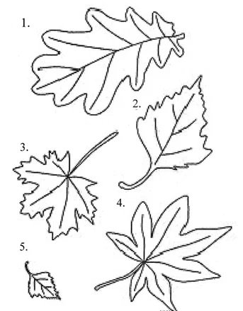 Кленовый и дубовый лист шаблон