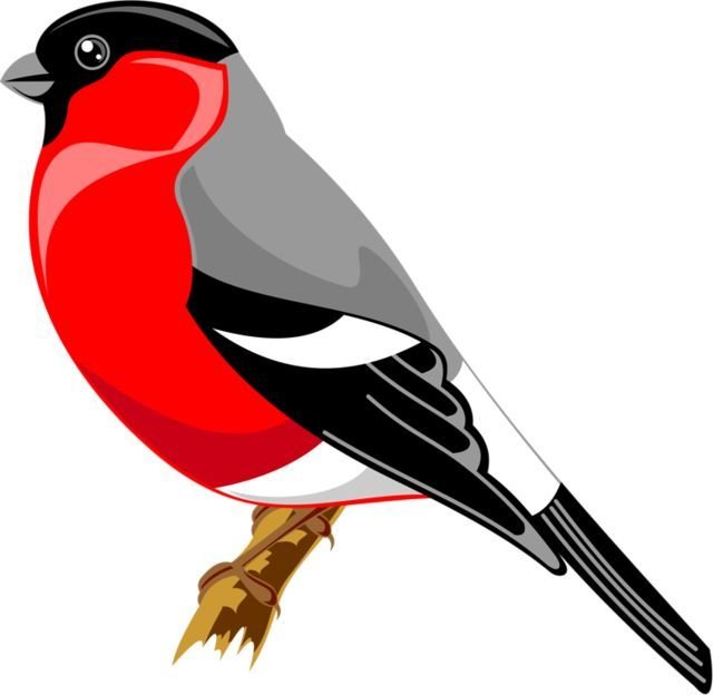 Снегирь рисунок