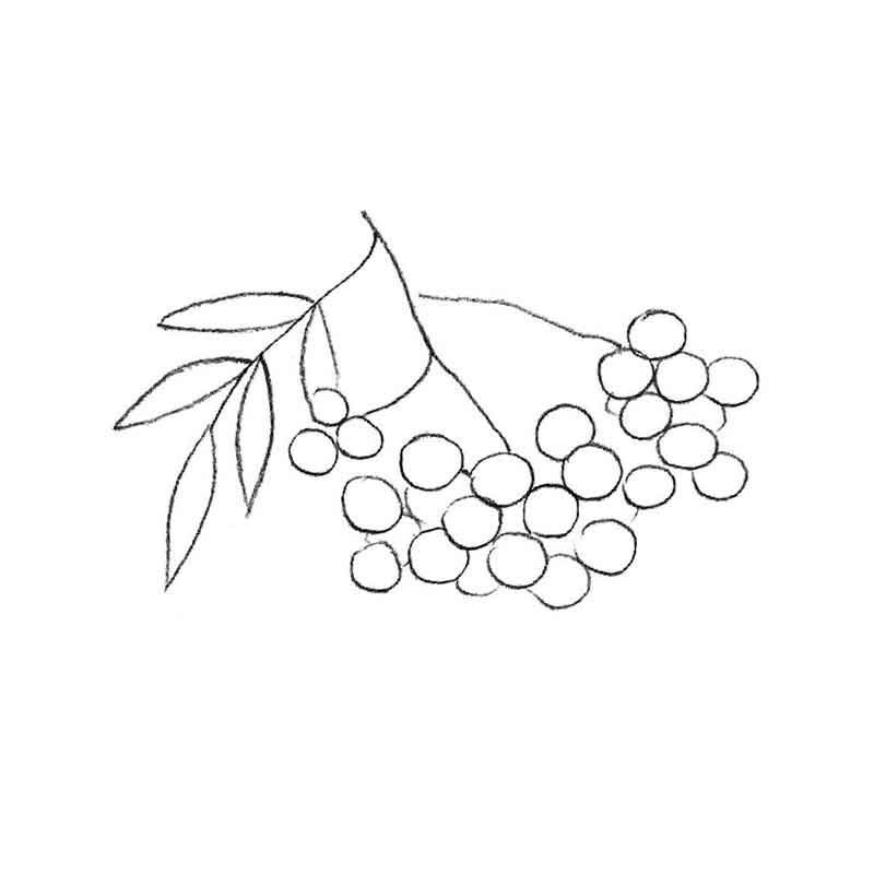 Рябина раскраска