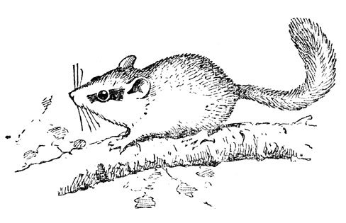 Орешниковая Соня