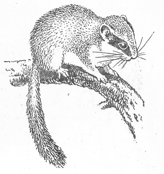 Лесная Соня полчок