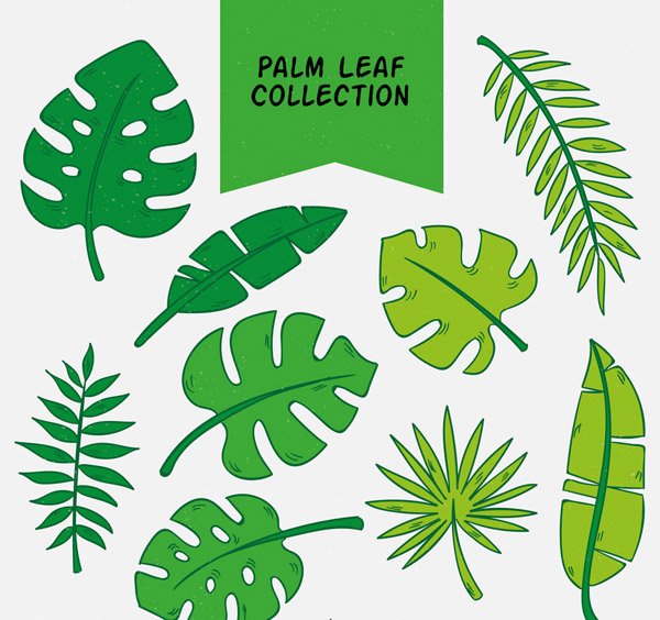 Лист пальмы