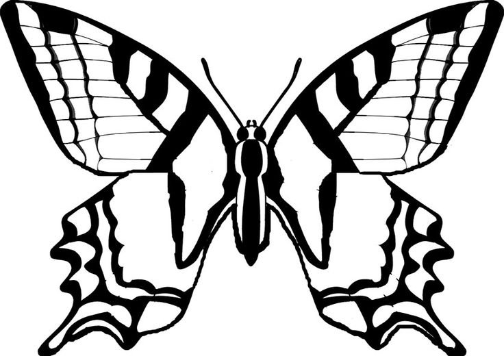 Белый Махаон бабочка