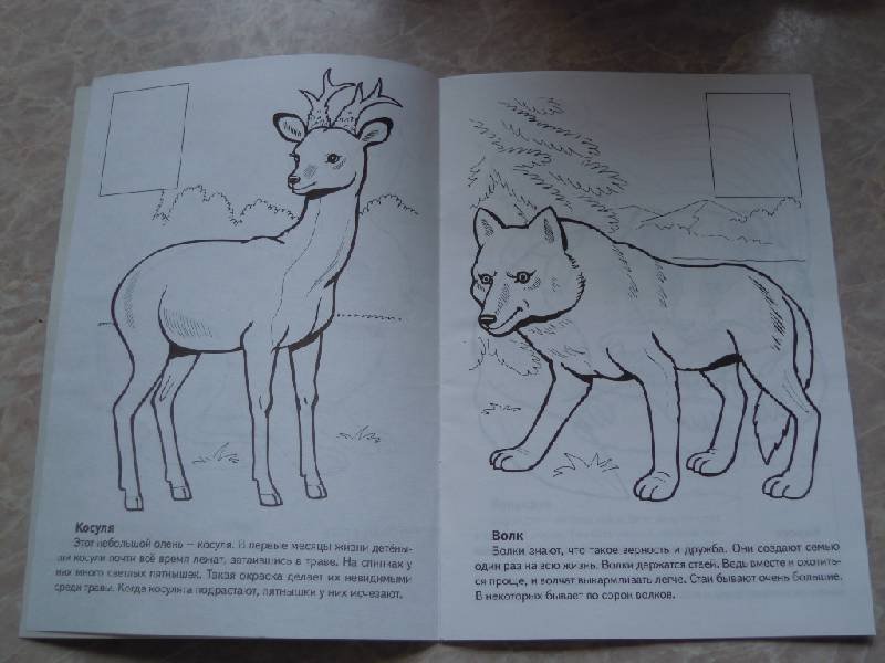 Животные красной книги раскраска