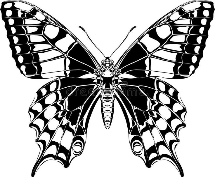 Эскиз бабочки Махаон