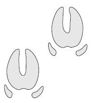 Следы кабана