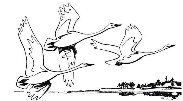 Раскраска "гуси-лебеди"