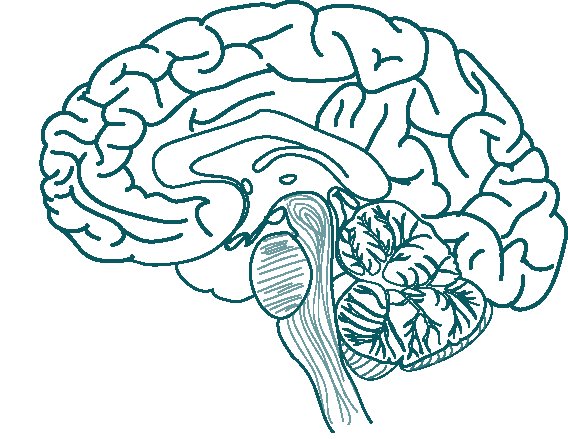 Головной мозг человека без подписей