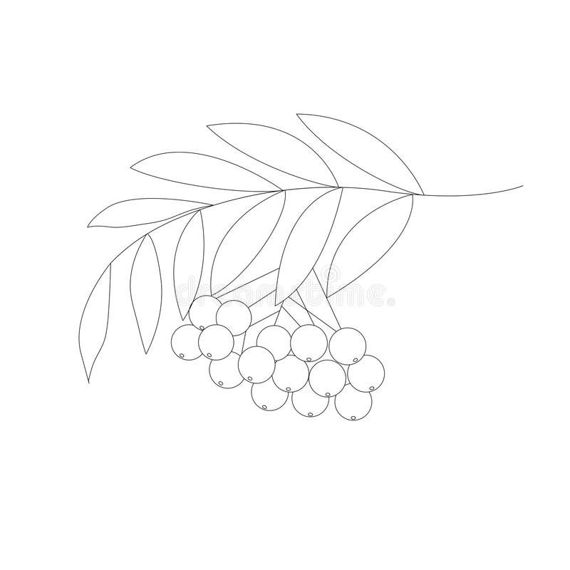 Рябина раскраска