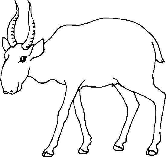 Сайгак рисунок