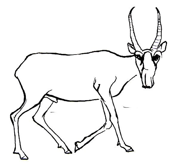 Антилопа раскраска