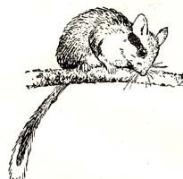 Лесная Соня раскраска