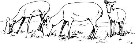 Сайгак раскраска для детей