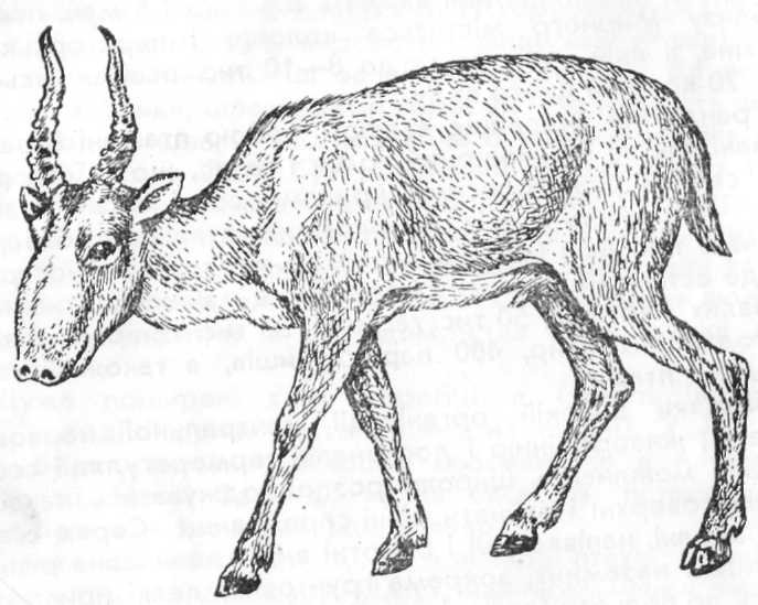 Сайгак раскраска для детей