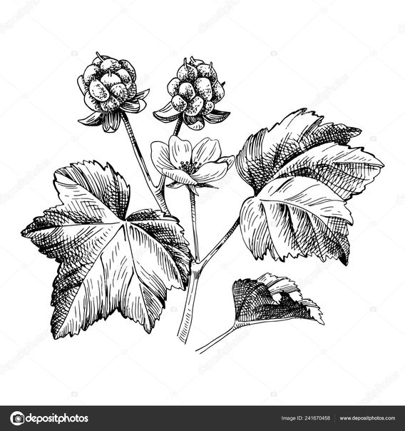 Морошка ягода куст