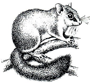 Лесная Соня раскраска