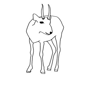 Сайгак шаблон для рисования