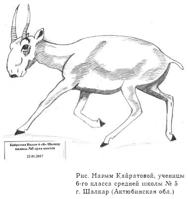 Сайгак рисунок