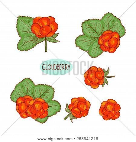 Орнамент Морошка