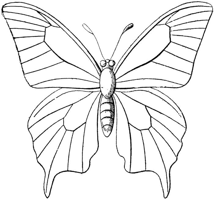 Бабочка раскраска для детей