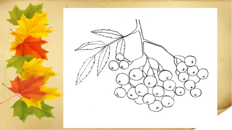 Ветка рябины рисование