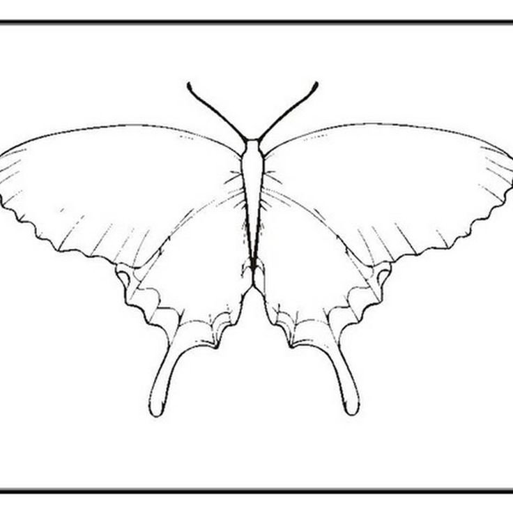 Бабочка раскраска для детей
