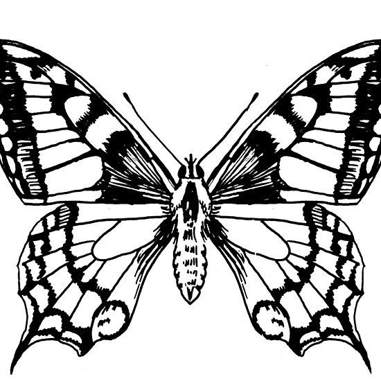 Раскраска "бабочки"