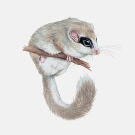 Лесная Соня красная книга рисунок