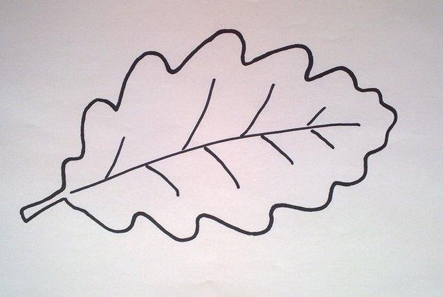 Лист дуба контур