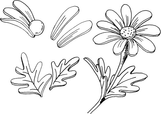 Ромашка трафарет