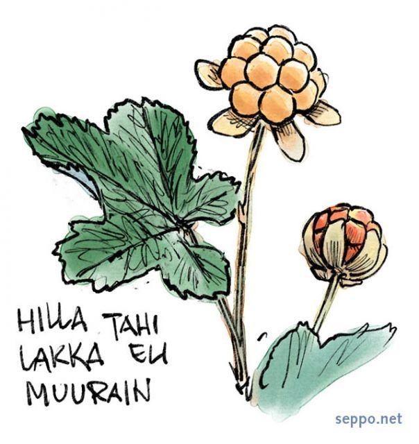 Морошка рисунок для срисовки