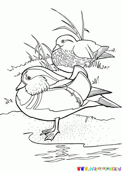 Утка Мандаринка черно белый рисунок