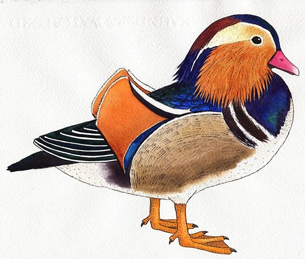 Рисунок утки мандаринки