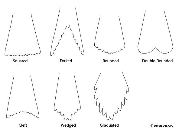 Трафарет хвоста птицы