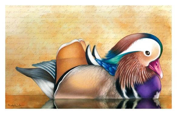 Утка Мандаринка рисунок