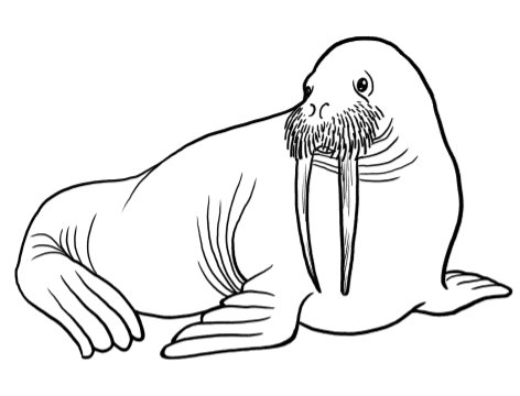 Морж моржиха и моржонок