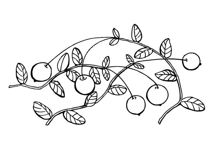 Ягода клюква раскраска для детей