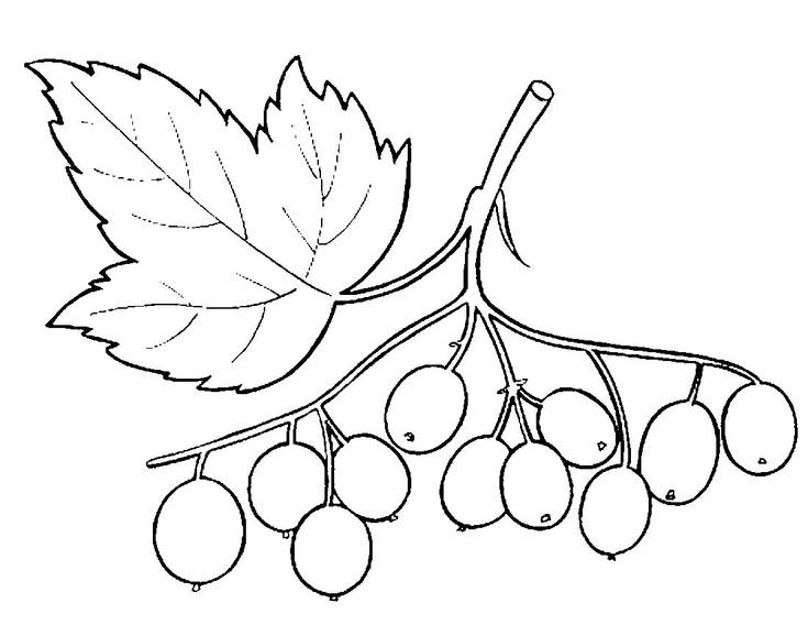 Раскраски Калина. Скачать и распечатать раскраски Калина