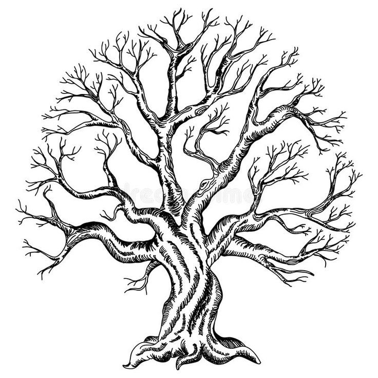 Дерево без листьев с корнями